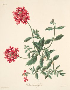 القرمزي المزهر Vervain ، من الرسوم التوضيحية الأزهار من الفصول ، حانة. 1829